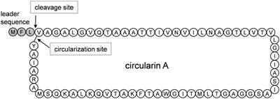 Functional production of clostridial circularin A in Lactococcus lactis NZ9000 and mutational analysis of its aromatic and cationic residues